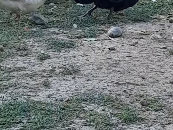 Australian Spotted