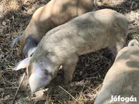 Boar, Мангалица — photo 8