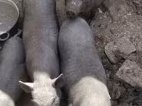 Süldőanya, Sertések — 1. fotó