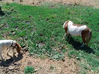 Kanca, Australian Pony — 2. fotó