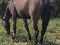 Yegua, Friesian sport horse — foto 3