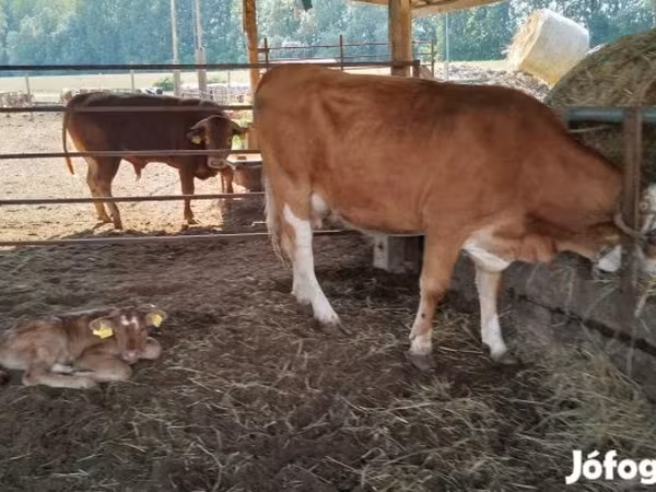 بقرة, Simmental cattle