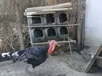Turkeys — photo 3