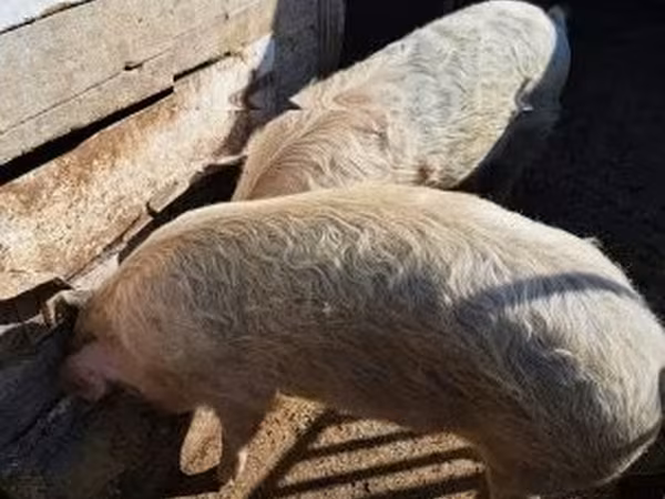 Sow, Pigs — Hungary