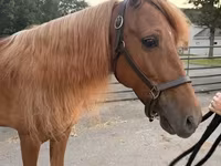 Hing, Rocky Mountain Horse — 1. fotó
