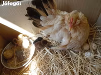 Chickens — 2. fotó