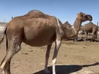 Camellos (lote, sexo no especificado), Anafi camel — foto 5