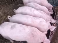 Porcs (lot, sexe non indiqué) — photo 1