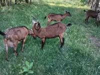 बकरा, Alpine goat — फ़ोटो 3