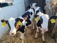 Bika, Holstein fajta — 3. fotó