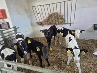 公牛, Russian Black pied cattle — 照片 2