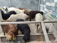 Sheep, Sheep — photo 2