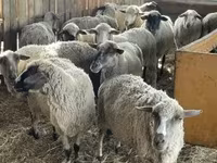 كبش, White Suffolk sheep — الصورة 3