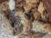 Chickens — Foto 3