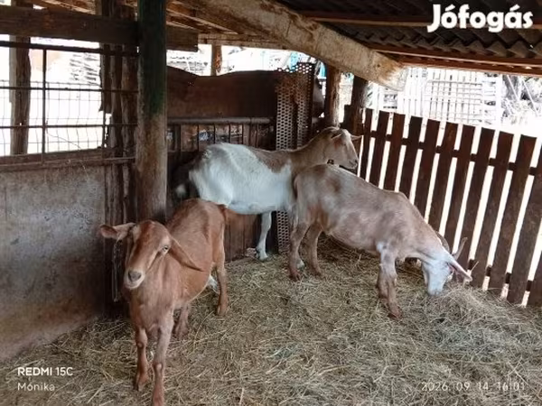 Nőstény kecske, Kecskék — Magyarország