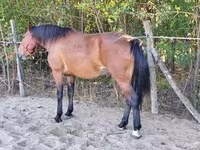 母马, Horses — 照片 2