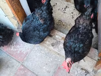 Australorp — photo 2