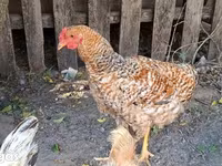 Chickens — 照片 3