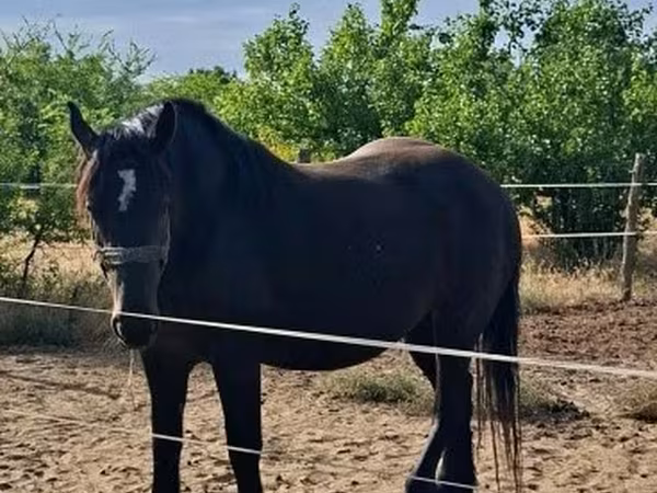 Mare, Horses