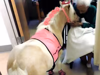 Kanca, Miniature horse — 5. fotó
