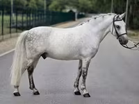 Horse (M), Falabella — photo 3
