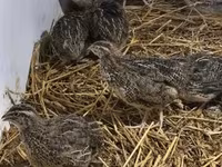 Quails — Foto 4