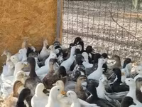 Ducks — Foto 2