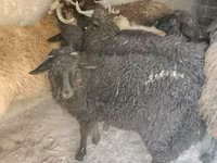 كبش, Tsigai sheep — الصورة 3