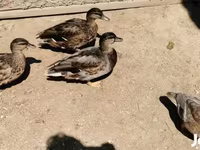 Ducks — Foto 3