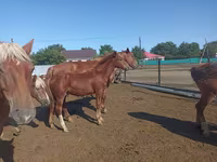 घोड़ा, Soviet Heavy draft — फ़ोटो 5