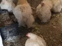 Chickens — 照片 1