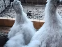 Danish hen — photo 2
