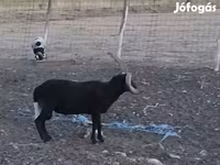 Kos, Shetland sheep — 7. fotó