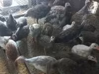 Guinea fowl — photo 3
