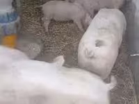 公猪, Pigs — 照片 1