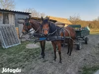 Kanca, Lovak — 1. fotó