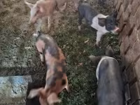 公猪, Pigs — 照片 2