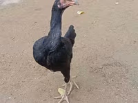 Chickens — zdjęcie 3