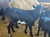 Billy Goat, Dutch Landrace goats — photo 6