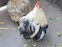 Pekin bantam — foto 2