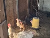 Chickens — الصورة 1