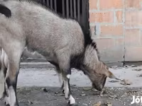 Bak, Nubian Goat — 2. fotó