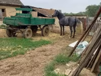 حصان, Lipizzaner — الصورة 4