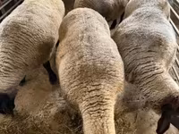 Sheep, White Suffolk sheep — photo 4
