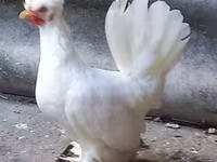 丹麦母鸡 — 照片 2