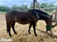 حصان, Lipizzaner — الصورة 4