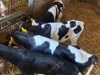 Bika, Russian Black pied cattle — 2. fotó