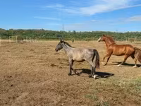 Caballo, Caballos — foto 5