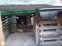 Chickens — photo 3