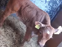 أبقار (دفعة، الجنس غير محدد), Simmental cattle — الصورة 2